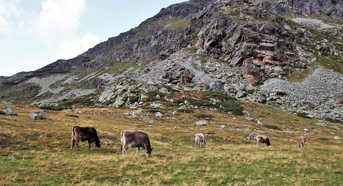 Lunch time! Cows grazing on a mountain