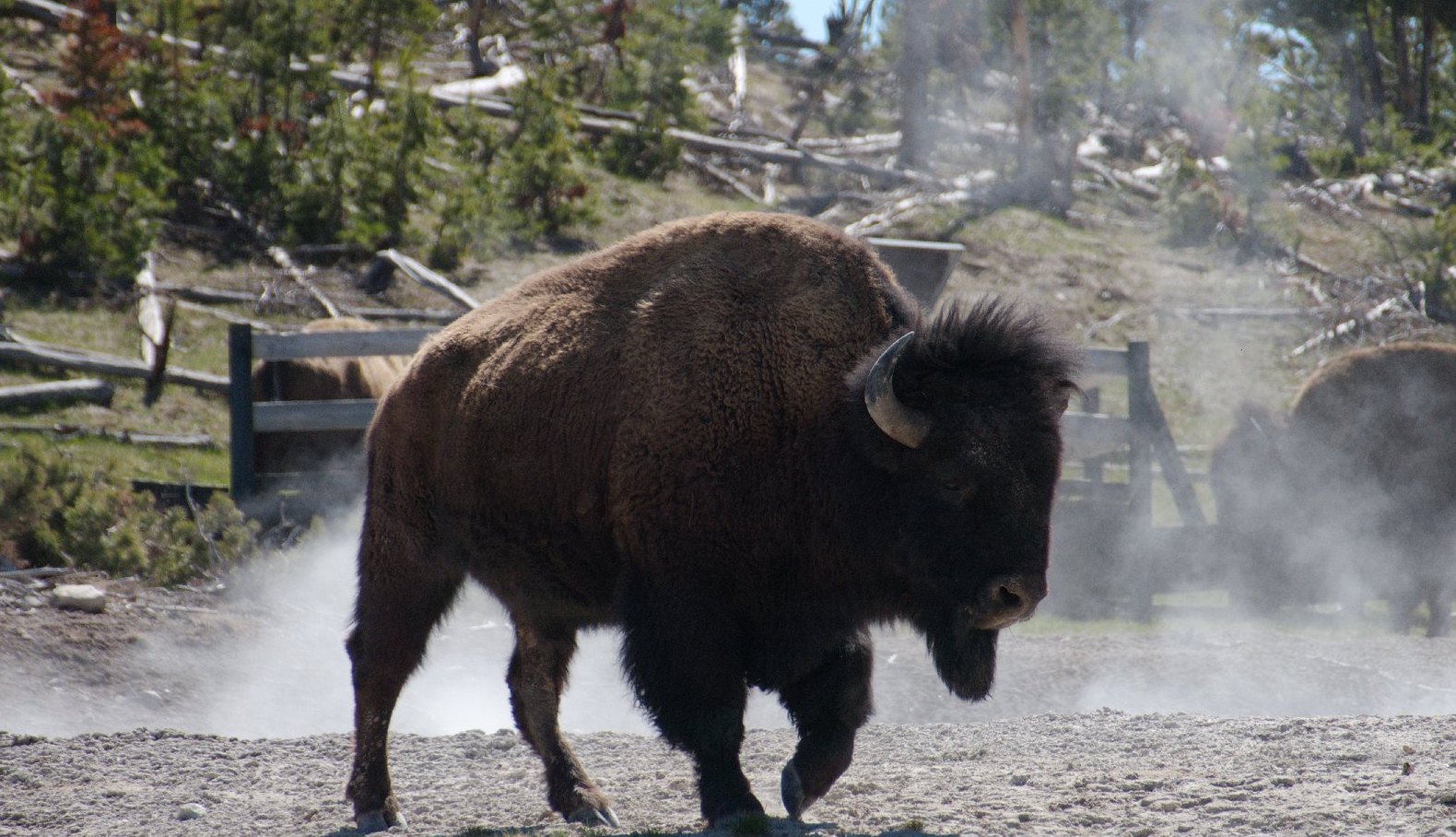 American Bison in the Yellowstone national Park