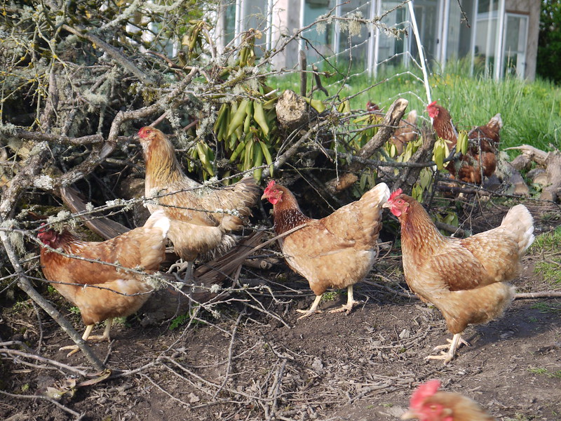 Chickens on a farm