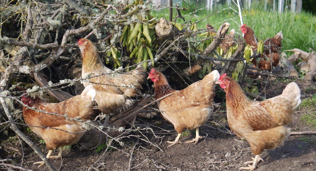 Chickens on a farm