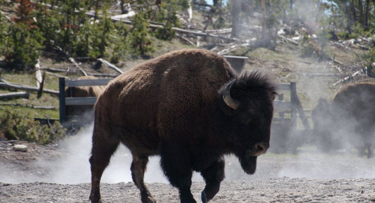 American Bison in the Yellowstone national Park